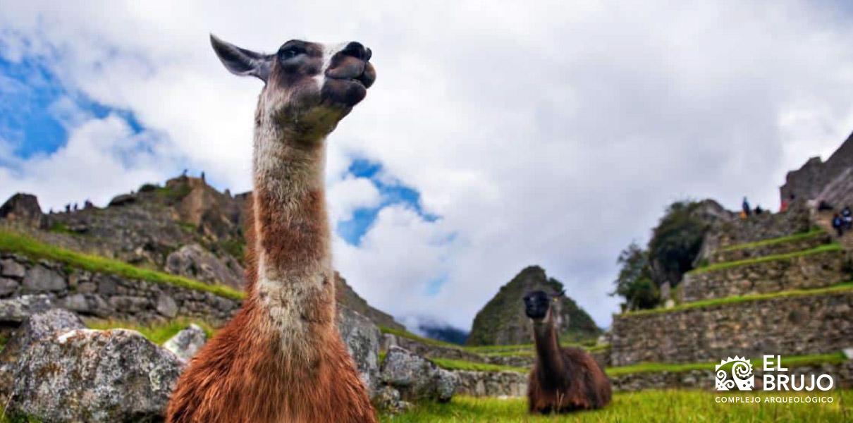 Alimentos andinos de origen animal